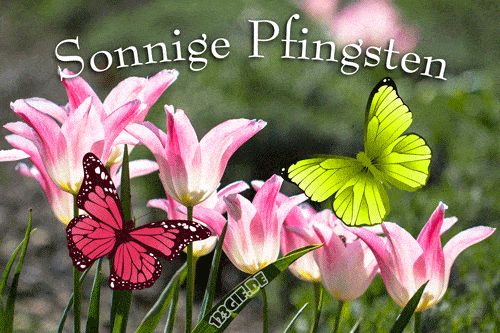Pfingsten Bilder Kostenlos 17
