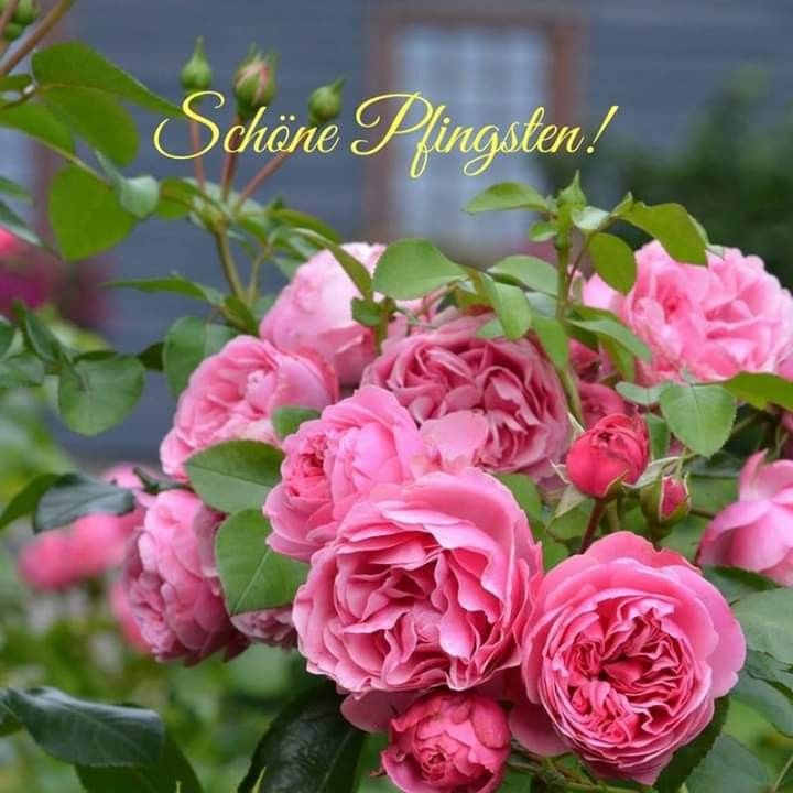 Pfingsten Bilder Kostenlos 35