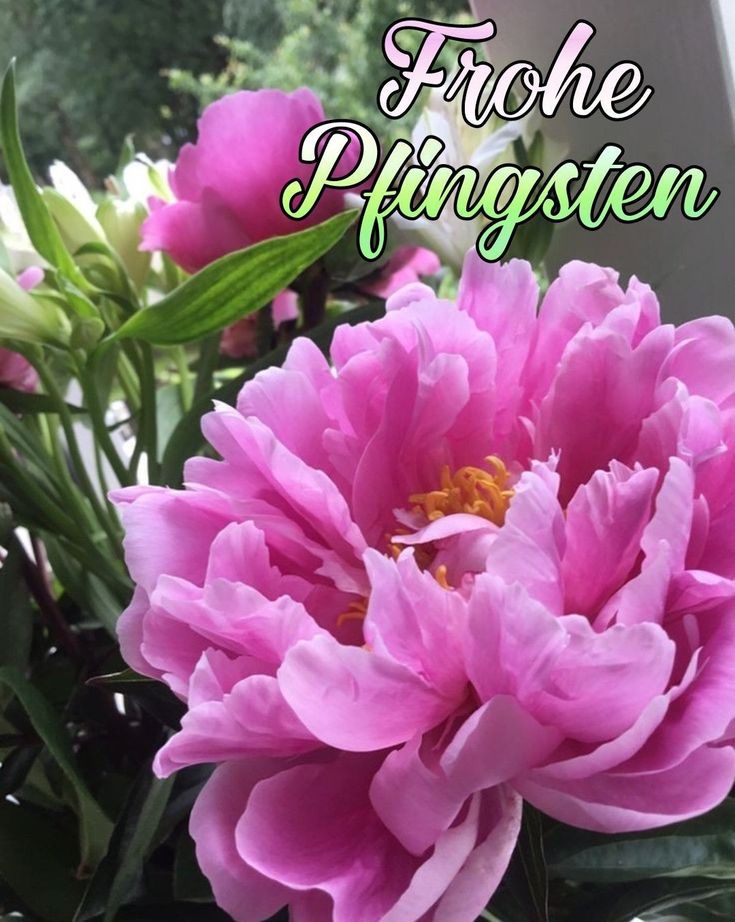 Pfingsten Bilder Kostenlos 66