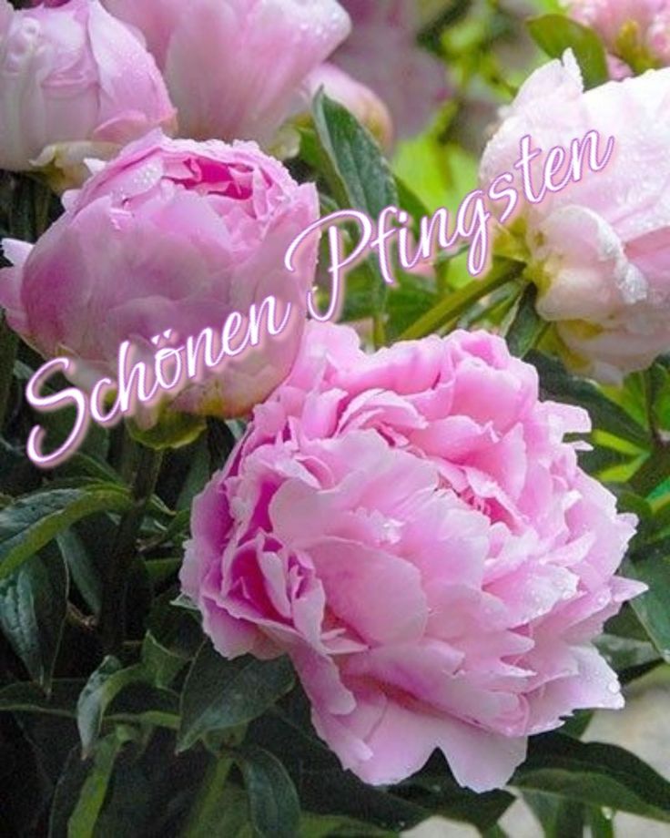 Pfingsten Bilder Kostenlos 73