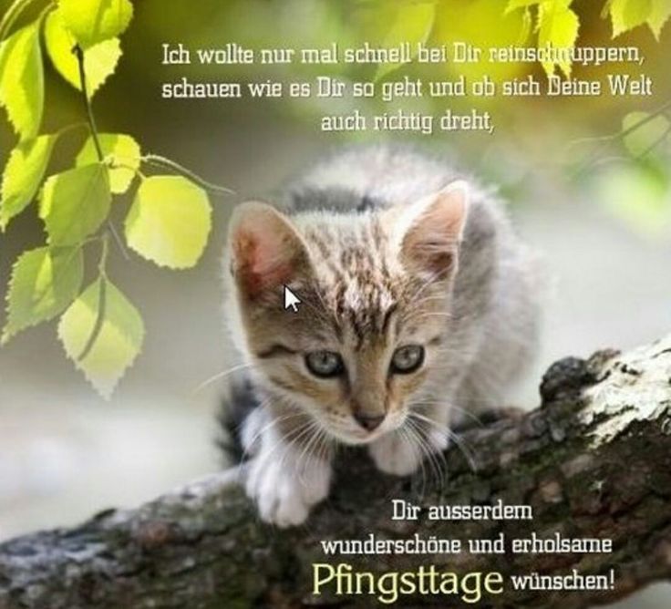 Pfingsten Bilder Kostenlos 76