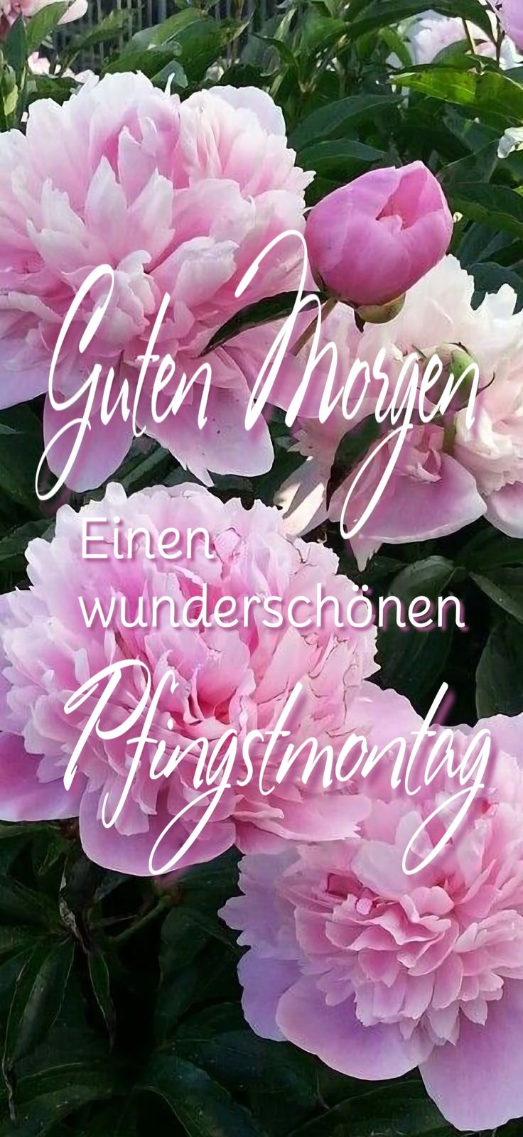 Pfingsten Bilder Kostenlos 77
