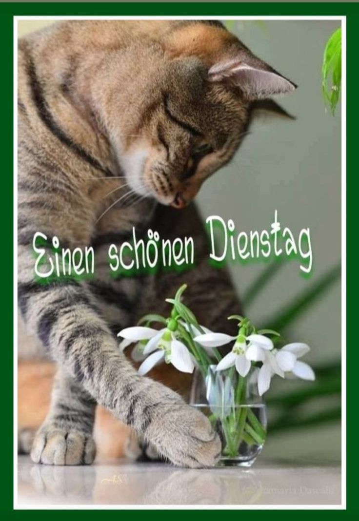 Schönen Dienstag Bilder 135