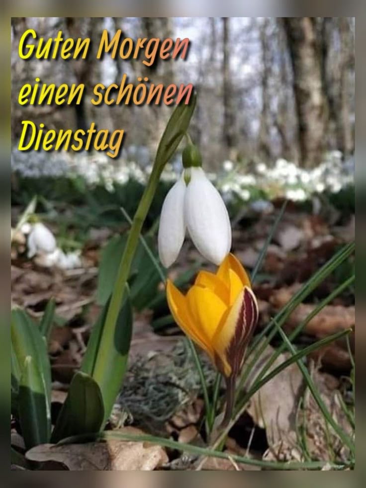 Schönen Dienstag Bilder 138