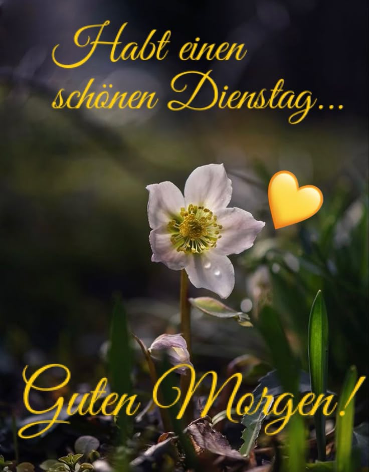 Schönen Dienstag Bilder 141