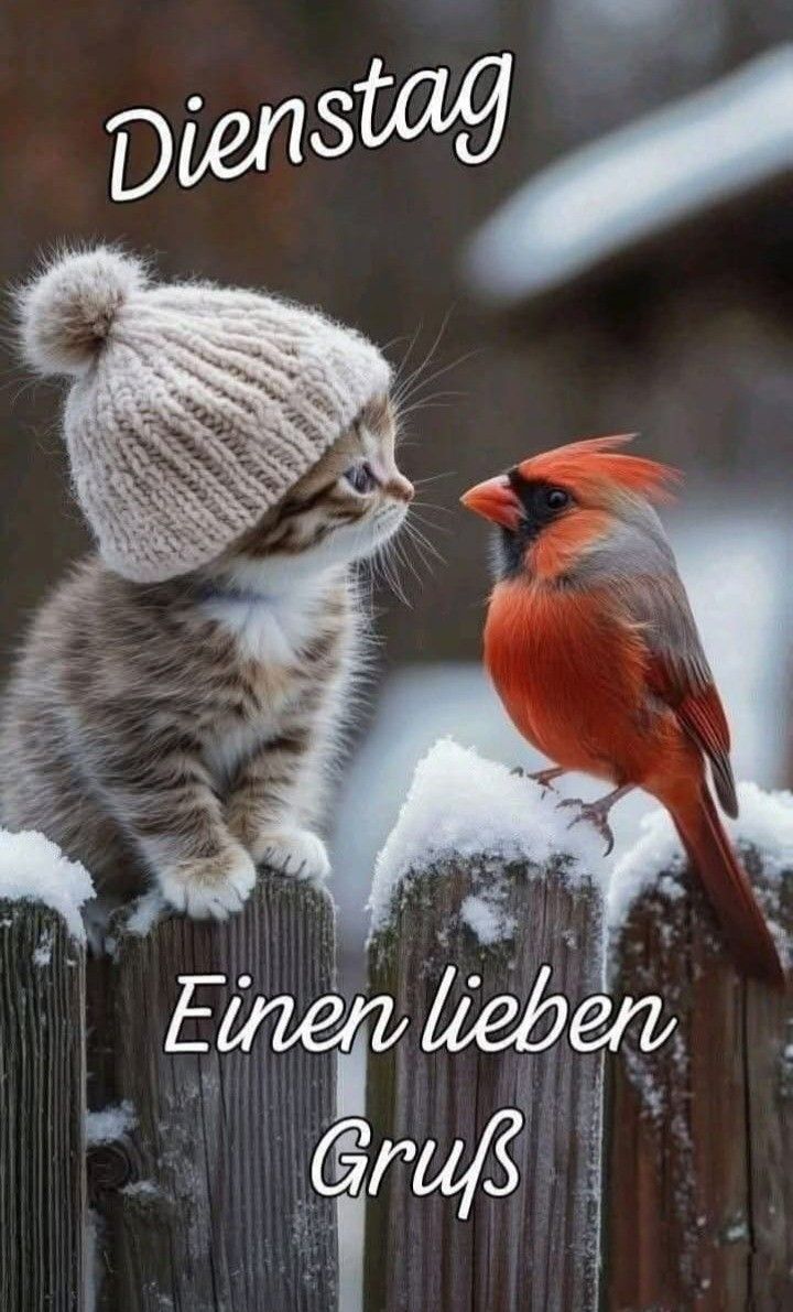 Schönen Dienstag Bilder 30