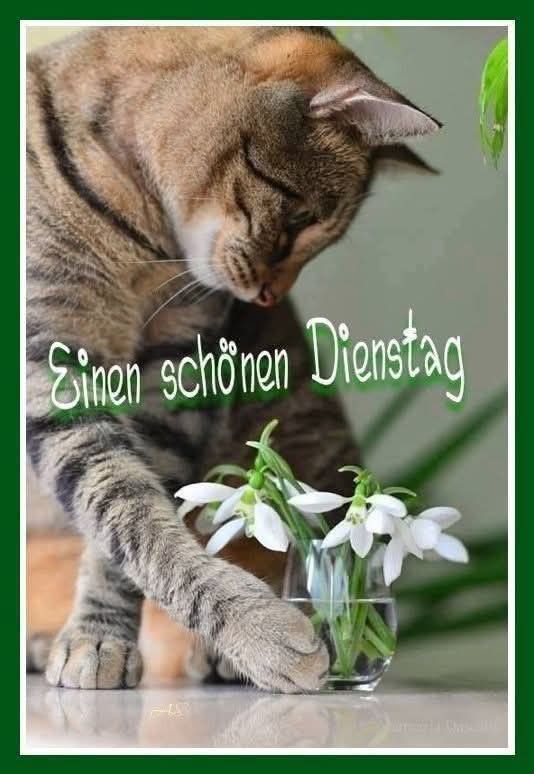 Schönen Dienstag Bilder 83