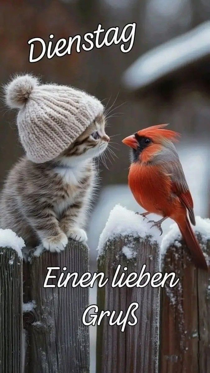 Schönen Dienstag Bilder 98