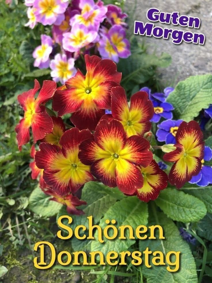 Schönen Donnerstag Bilder 55
