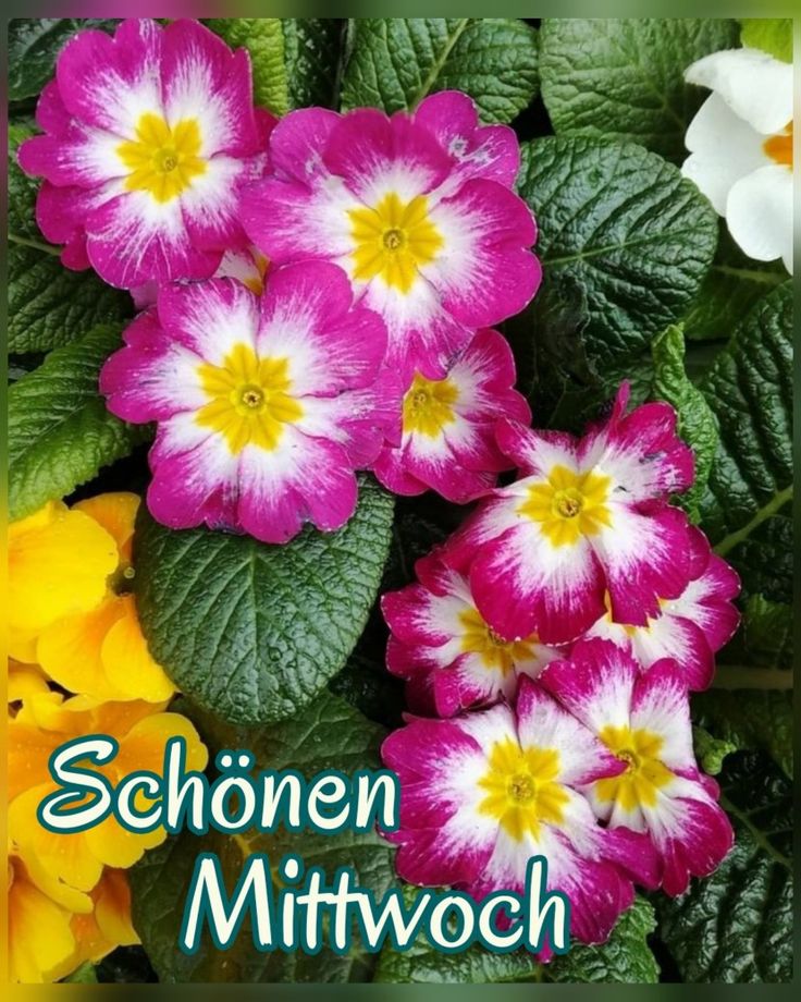 Schönen Mittwoch Bilder 62