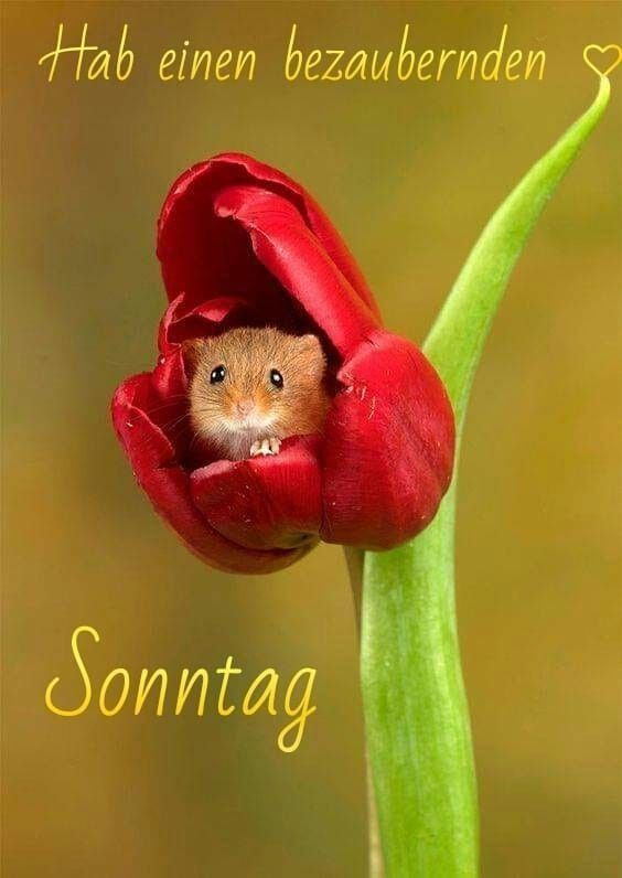 Schönen Sonntag Bilder 131