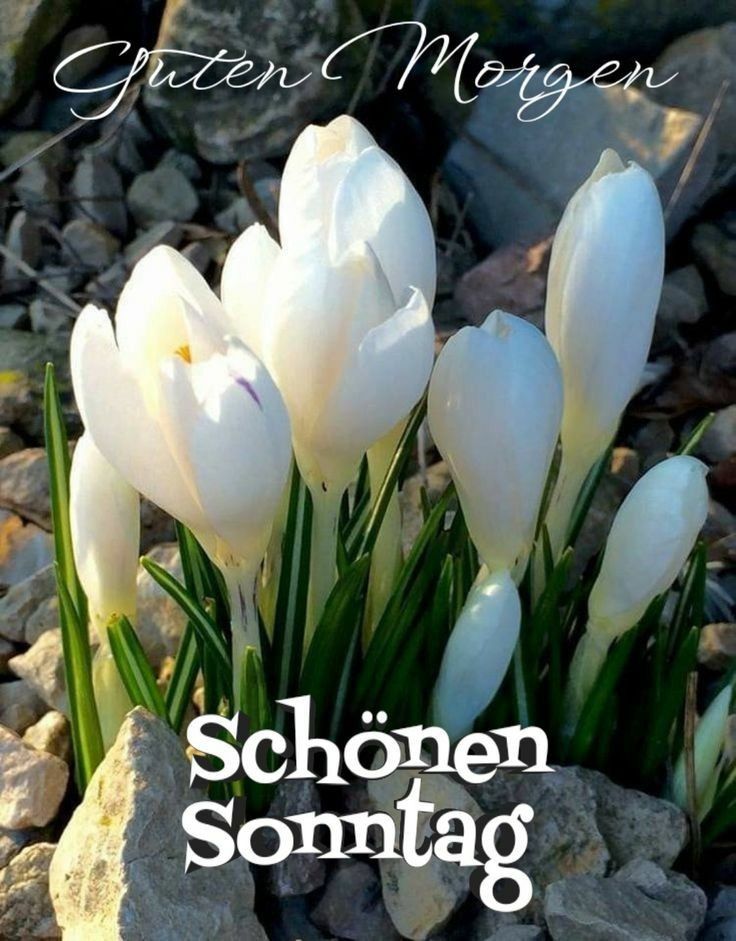 Schönen Sonntag Bilder 86